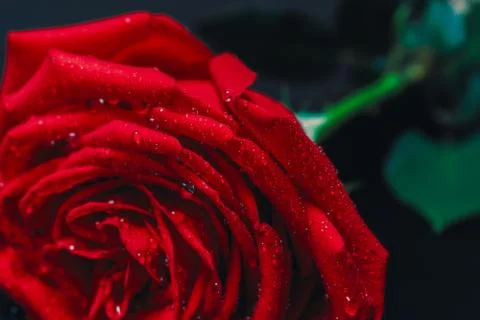 Red rose on dark background Stock Photos