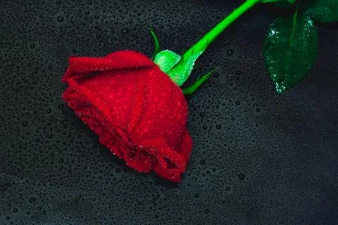 Red rose on dark background Foto stock