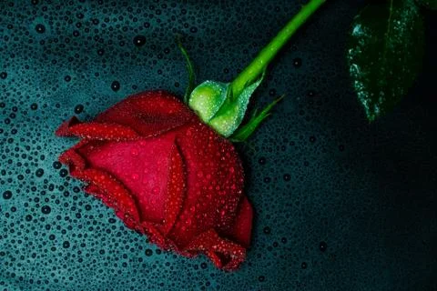 Red rose on dark background Stock Photos