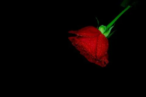 Red rose on dark background Stock Photos