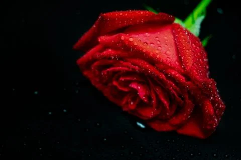 Red rose on dark background Stock Photos