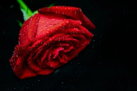 Red rose on dark background Stock Photos