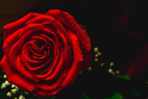 Red rose on dark background Stock Photos