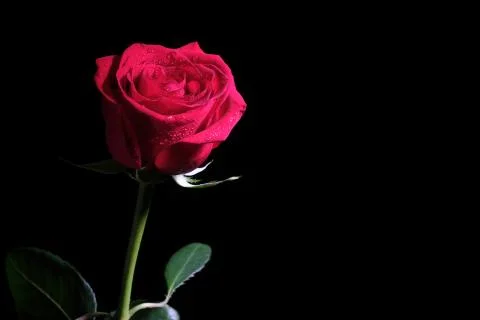 Red rose on a dark background Stock Photos