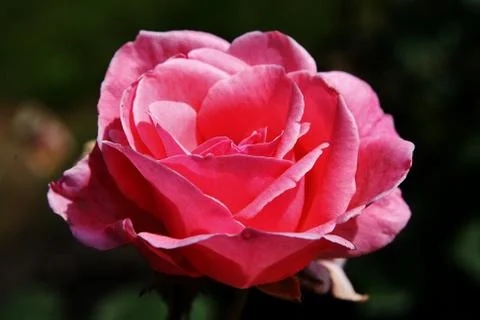 Red rose on a dark background. Foto stock