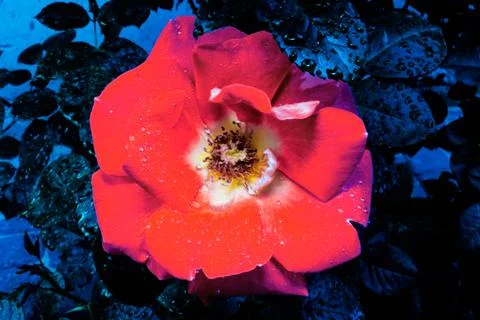 Red rose on a dark background. Stock Photos
