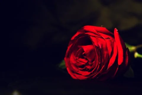 Red rose on dark background Stock Photos