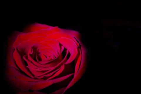 Red rose with dark backlight Stock Photos