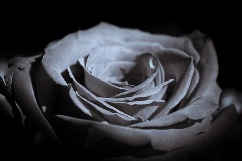 Red rose with dark backlight Stock Photos