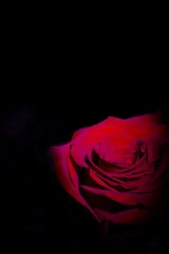 Red rose with dark backlight Stock Photos