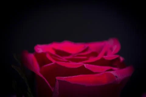 Red rose with dark backlight Stock Photos