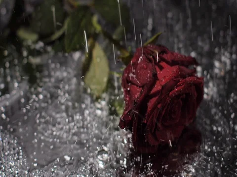 Red Rose Under Rain Red Rose With Rain Drops On It.