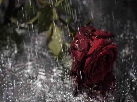 Red rose on dark backround under rain Video stock 80397839