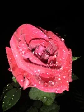 Red rose in dark night.it looks beautiful Stock Photos