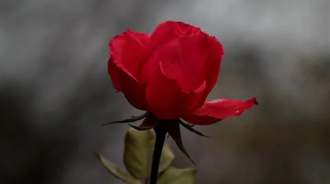 Red rose in December. Video stock 34511280