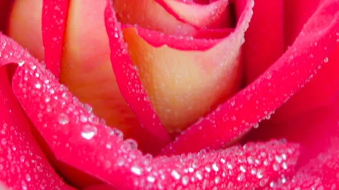 A red rose with dew drops close-up Vidéo 111861227