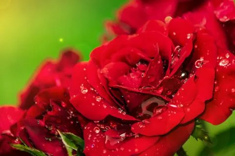 Red rose dew drops close up petals Stock Photos