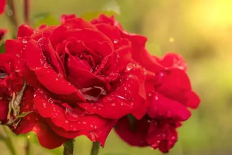 Red rose dew drops close up in sunlight Stock Photos