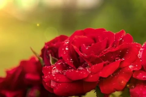 Red rose dew drops close up in sunlight Stock Photos