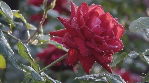 Red Rose With Dew Drops Stock Footage 114030507
