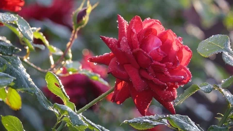 Red Rose With Dew Drops Stock Footage 114032711