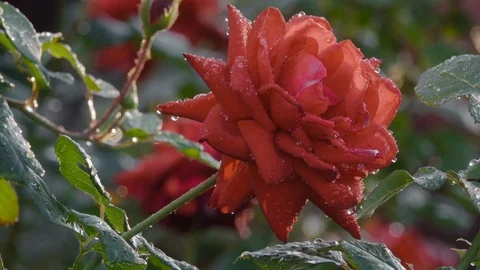 Red Rose With Dew Drops Stock Footage 119965645