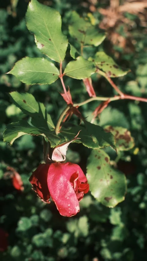 A red rose with dew drops on its petals hangs downwards amidst green foliage. Stock Footage 340458855