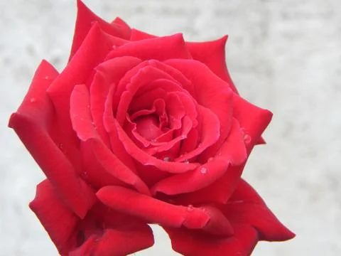 Red Rose with Dew Drops Stock Photos