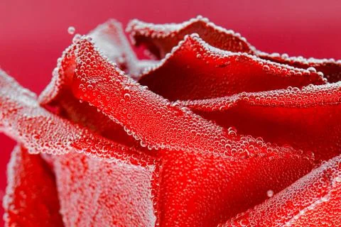 Red rose with dew drops on a red background. Preparation of postcards Stock Photos