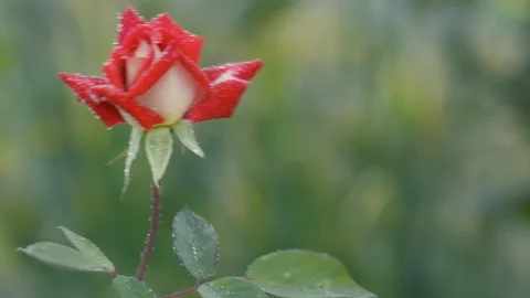 Red Rose with dew drops swinging in the wind Stock Footage 242396044