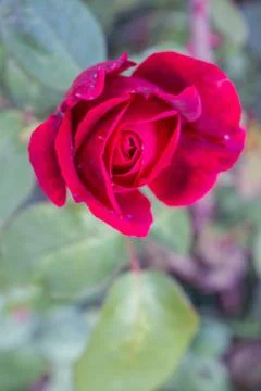 Red rose in the dew grows in the garden in summer Stock-Fotos