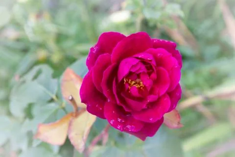 Red rose in the dew grows in the garden in summer Stock Photos