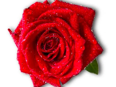 Red rose with dew. Stock Photos