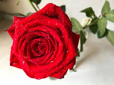 Red rose with dew. Stock Photos