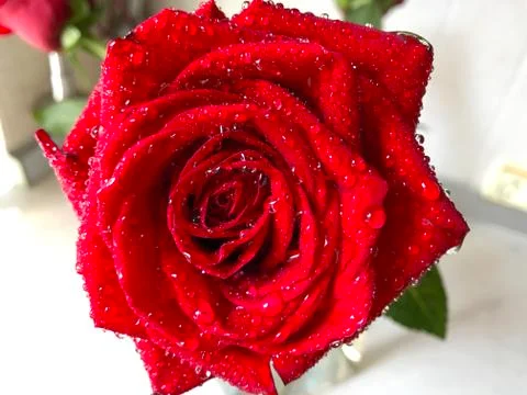 Red rose with dew. Stock Photos