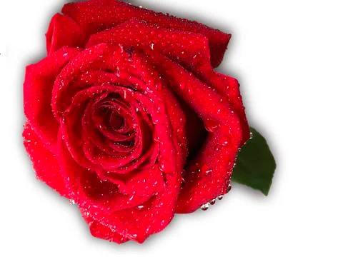 Red rose with dew. Stock Photos
