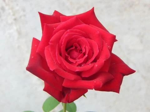 Red Rose with Dew Stock Photos