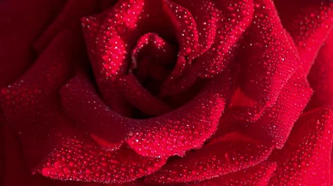 Red Rose in Dewdrop Stock Footage 39622862