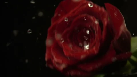 Red Rose With Dewdrops Falling Stock Footage 94365430