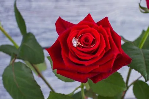 Red rose with diamond ring. Stock Photos