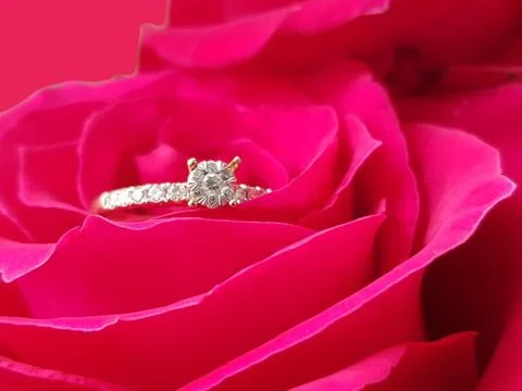 Red rose with a diamond ring. Stock Photos