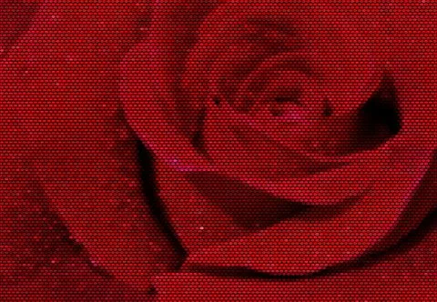 Red Rose Dotted Vector Illustration Иллюстрация