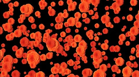 Red rose down Stock Footage 10610261