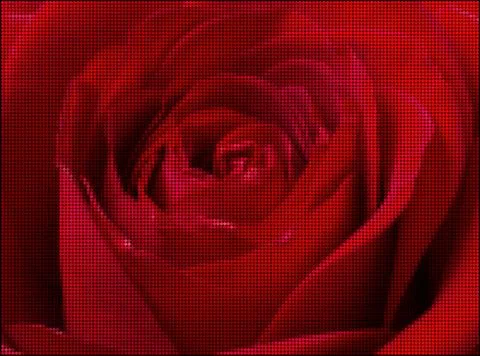 Red rose drawn in circles Stock Illustration