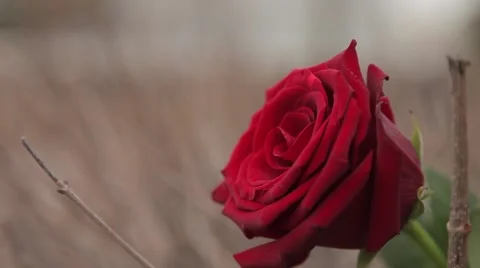 Red rose in a dried bushes Stock Footage 64290460