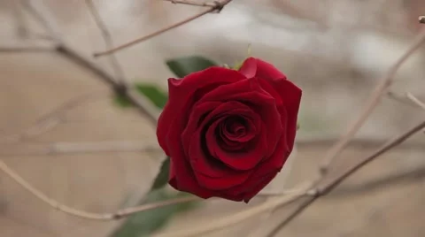 Red rose in a dried bushes Stock Footage 64290781