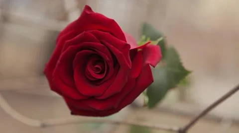 Red rose in a dried bushes Stock Footage 64290838