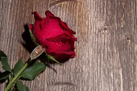 Red Rose With Droplets Stock Photos