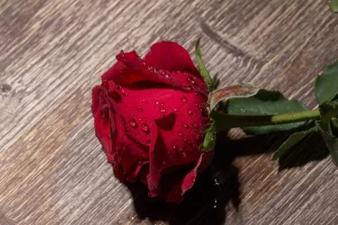 Red Rose With Droplets Stock Photos