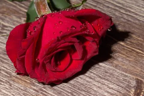 Red Rose With Droplets Stock Photos